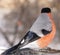 A beautiful bullfinch pecks sunflower seeds in winter