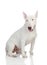 Beautiful bullterrier