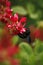 Beautiful bumble-bee howering next to red flower grow in meadow with natural background, wallpaper natural closeup macro, postcard