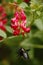 Beautiful bumble-bee howering next to red flower grow in meadow with natural background, wallpaper natural closeup macro, postcard