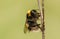 A beautiful Bumblebee, Bombus, perched on a plant stem.