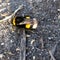 Beautiful bumblebee on the ground