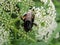 Beautiful bumblebee on wild plant, Lithuania