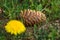 A beautiful bump lies in the grass. Selective focus