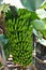 Beautiful bunch of bananas in a banana tree at Madeira Island in Portugal