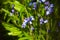 Beautiful bunch of Bellflowers Campanula. Blue, purple and violet is color. Rich and strong in color, against a bright green bac