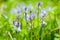 Beautiful bunch of Bellflowers Campanula. Blue, purple and violet is color. Rich and strong in color, against a bright green bac