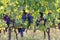 Beautiful bunch of black nebbiolo grapes with green leaves in the vineyards of Barolo,