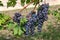 Beautiful bunch of black nebbiolo grapes with green leaves in the vineyards of Barolo