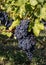 Beautiful bunch of black nebbiolo grapes with green leaves in the vineyards of Barolo, Piemonte,