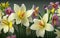 Beautiful bunch of daffodils for Mother\\\'s Day.