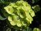 Beautiful bunch of the green Euphorbia milii flowers blossoming in the garden