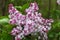 Beautiful bunch of lilac closeup. Syringa vulgaris `Krasavitsa Moskvy`