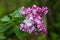 Beautiful bunch of lilac closeup. Syringa vulgaris `Krasavitsa Moskvy`