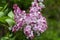 Beautiful bunch of lilac closeup. Syringa vulgaris `Krasavitsa Moskvy`