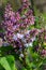 Beautiful bunch of lilac closeup. Syringa vulgaris `Krasavitsa Moskvy`