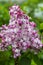 Beautiful bunch of lilac closeup. Syringa vulgaris `Krasavitsa Moskvy`