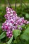 Beautiful bunch of lilac closeup. Syringa vulgaris `Krasavitsa Moskvy`