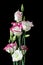 Beautiful bunch of lisianthus flowers on black