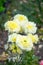 Beautiful bunch lovely yellow cream Ranunculus or Buttercup flowers in a spring season at a botanical garden.