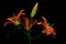 Beautiful bunch of orange asian lilies and buds against black background