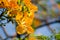 Beautiful bunch orange petals of Caesalpinia pulcherrima flowers in a spring season at a botanical garden in close up.