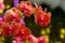 Beautiful bunch of orange and pink shade phalaenopsis blume orchids