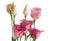 Beautiful bunch of pink lisianthus flowers