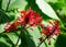 Beautiful bunch of red Acanthaceae flower on its branch in a spring season at a botanical garden.