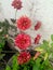 Beautiful bunch of small maroon flower blooming in plant growing in nursery farm, nature photography, plantation background