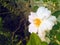 Beautiful bunch of small white rose flowers blooming in plant growing in nursery farm, nature photography, plantation background