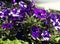 Beautiful bunch of starry night petunias