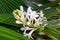 Beautiful bunch of tuberose flower and buds covered with cross green leaves background