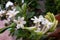 Beautiful bunch of tuberose flower covered with green leaves background