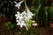 Beautiful bunch of tuberose flower covered with green leaves background