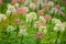 Beautiful bunch white pink Cleome spinosa flower in a spring season at a botanical garden.