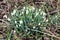 A beautiful bunch of white snowdrops growing