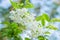 Beautiful bunch of white Wrightia religiosa Benth flower