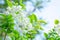 Beautiful bunch of white Wrightia religiosa Benth flower