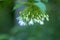 Beautiful bunch of white wrightia religiosa benth flower