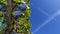 Beautiful bunches of black grapes taken from below against the blue sky of a sunny day just before the harvest