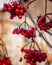 Beautiful bunches viburnum in snow. Closeup Red berry on snowy natural background. Winter scene.