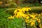 Beautiful bunches of yellow petals of Sunchoke flowering plant or know as Artichoke or Earth apple and sunroot