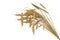 Beautiful bundle of wheat spikelets isolated on white background - agriculture, industrial 3D illustration