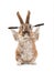 Beautiful Bunny with magnifying glasses is isolated on a white