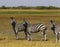 Beautiful Burchell`s Zebra on the African Plains