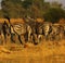 Beautiful Burchell`s Zebra on the African Plains