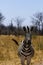 Beautiful Burchell`s Zebra on the African Plains