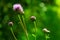 Beautiful burdock flower on green bokeh background