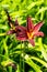 Beautiful burgundy daylily flower illuminated by the sun